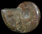 Flashy Red Iridescent Ammonite - Wide #52334-1